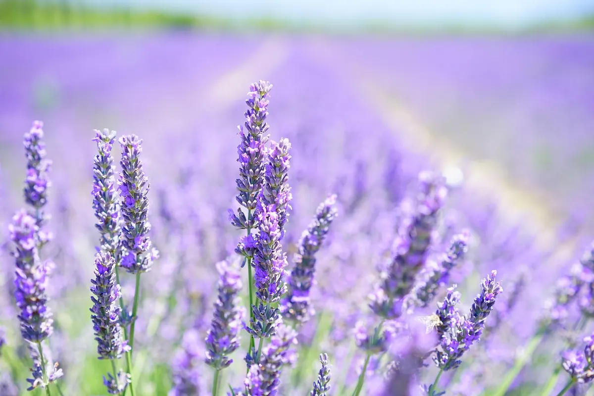 Herbal Remedies for Sleep: Comparing Valerian, Lemon Balm and Lavender