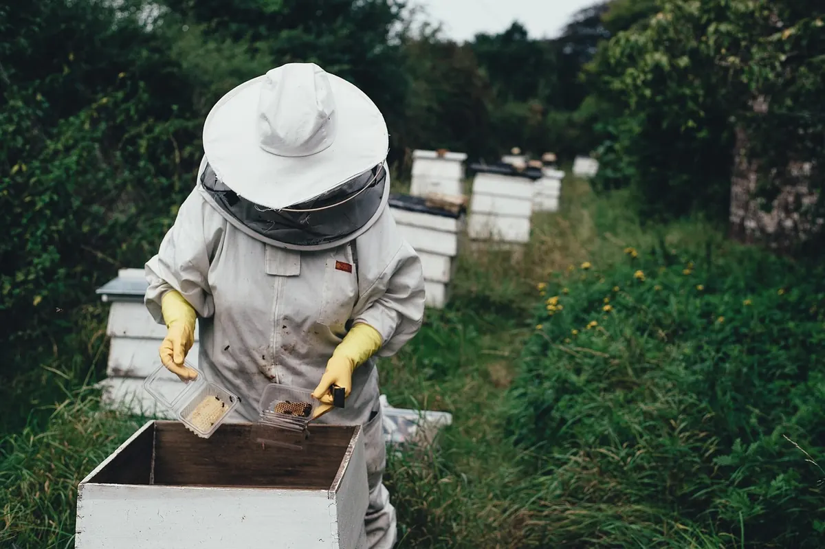 Seasonal Honey Calendar: What British Beekeepers Harvest Month by Month